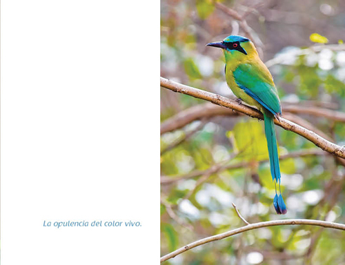 https://3-33.mx/wordpress/wp-content/uploads/2016/01/CieloFrondaVuelo-17.jpg